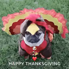 French Bulldog in Turkey Costume