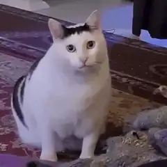 Confused white cat with black spots