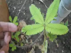 Touch-me-not plant leaves closing