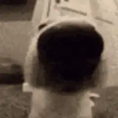 Dog nose zoom in