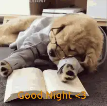 Golden Retriever sleeping with book