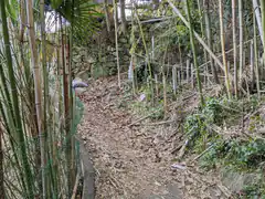 Bamboo path with stone wall