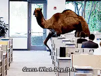 Camel walking through classroom
