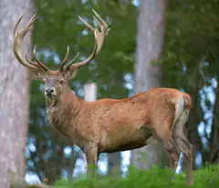 Majestic stag with large antlers in forest