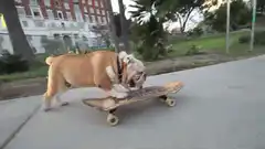 Bulldog riding a skateboard