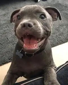 Happy gray pitbull puppy smiling