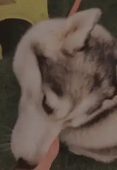 Husky getting chin scratches