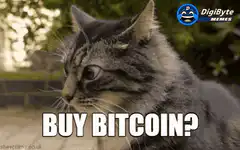 Confused Cat Buy Bitcoin