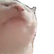Cat head bobbing