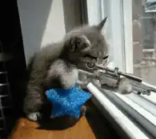 kitten shooting gun out window