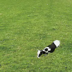 Cows forming a circle in a field