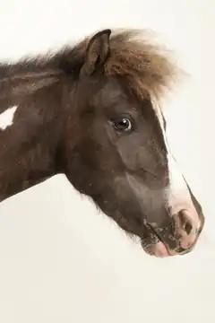 Cute foal with shaggy mane