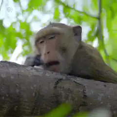 Monkey yawning on a tree branch