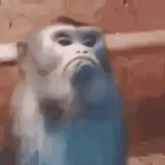 Sad monkey with blue face