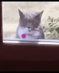 Cat banging on window