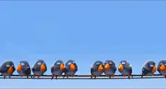 Large bird lands on wire with small birds