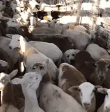 dog hiding among sheep