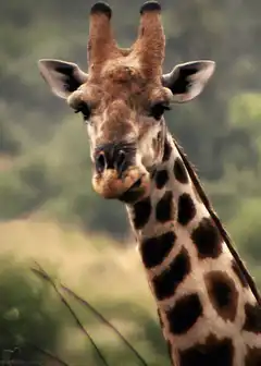 Giraffe chewing with mouth open