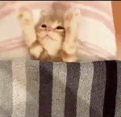 Cute kitten in bed with paws up