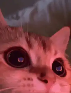 Cat with heart eyes