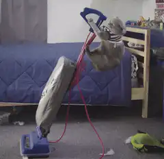 Cat vacuuming and toilet training fail