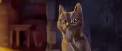 Surprised cat looking around