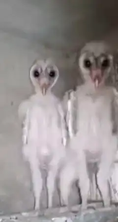 Two baby owls standing side by side