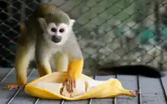 squirrel monkey holding banana