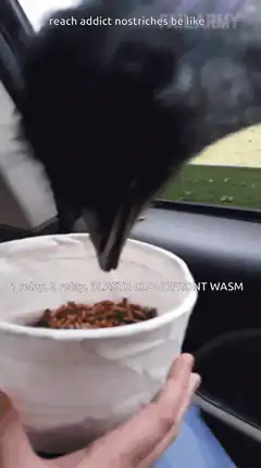 ostrich eating from cup in car