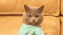 Cat typing on laptop