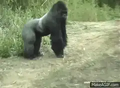 gorilla running towards camera