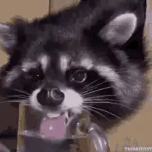 Raccoon licking water bottle