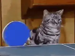 cat playing ping pong