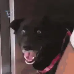 Black dog with wide eyes and open mouth