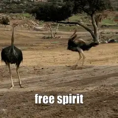 Ostrich dancing free spirit