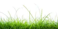 Green grass blades on white background