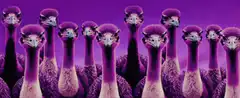 purple ostriches with sparkling eyes