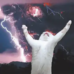 white cat raising paws at lightning storm