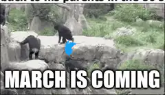 Bears falling off rocks March is coming
