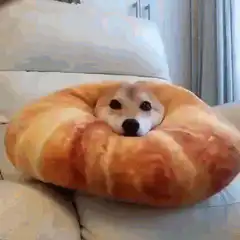 Shiba Inu in a bread pillow