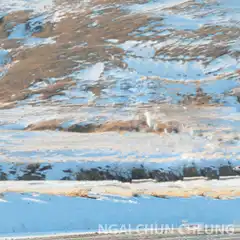 Woman riding white horse in snow