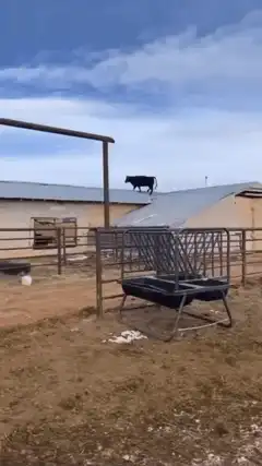 Cow standing on a barn roof