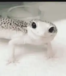 Smiling leopard gecko