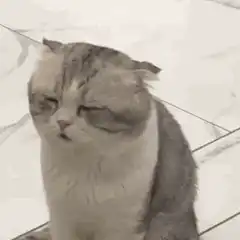 judgy cat
