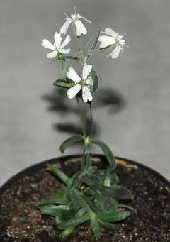 small white flowers in pot
