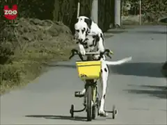 Dalmatian riding a bicycle