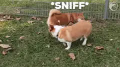 Two dogs sniffing each other