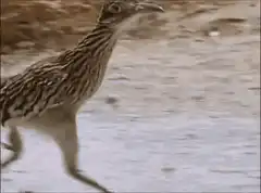 Roadrunner running fast