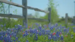 Bluebonnets swaying in the wind