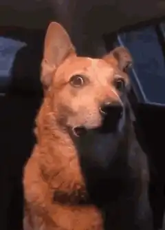 Dog with wide eyes